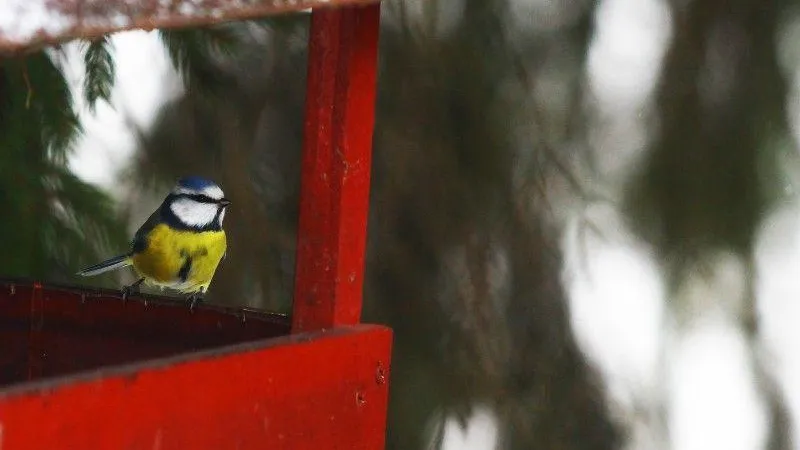 «Синичкин день» отметят в музее-заповеднике «Горки Ленинские»