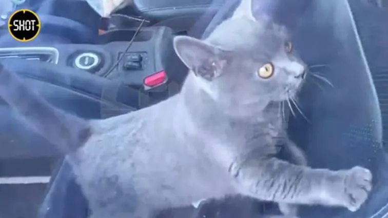 Фото: телеграм-канал Shot