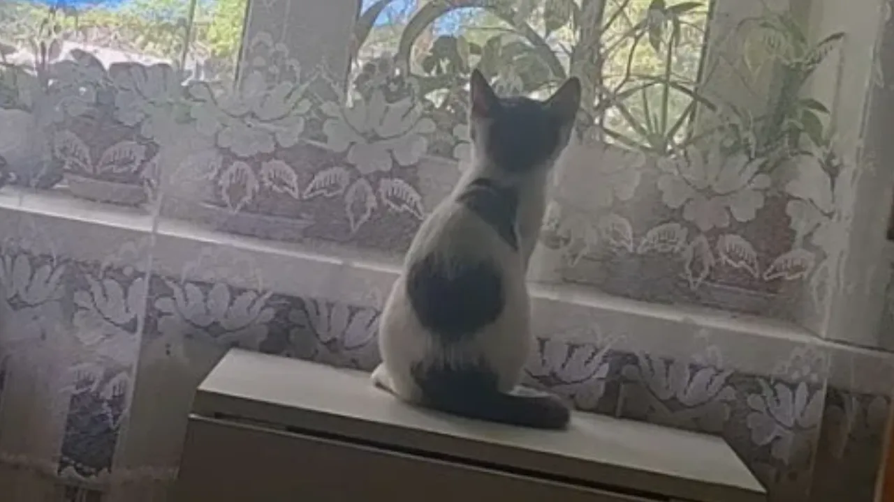 городская доска объявлений