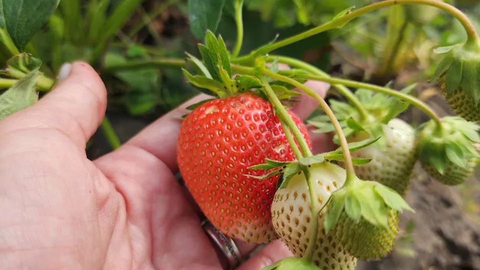 Фото: МедиаБанк Подмосковья/Анна Шолохова