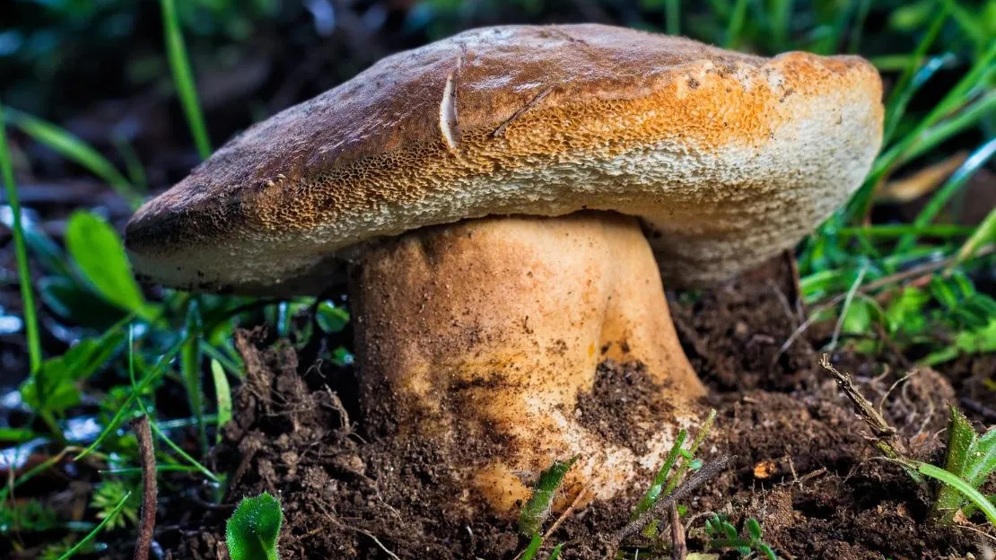 медиасток.рф