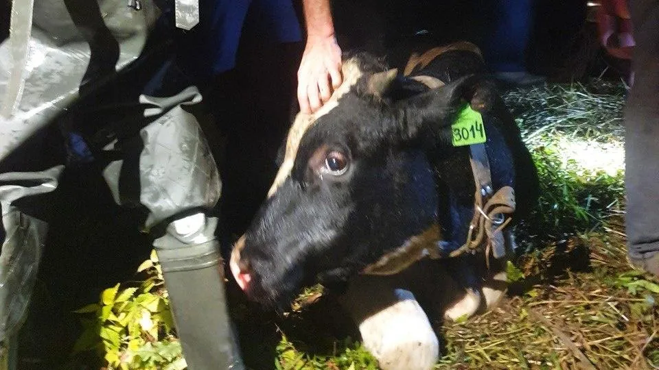 ГКУ МО "Мособлпожспас"