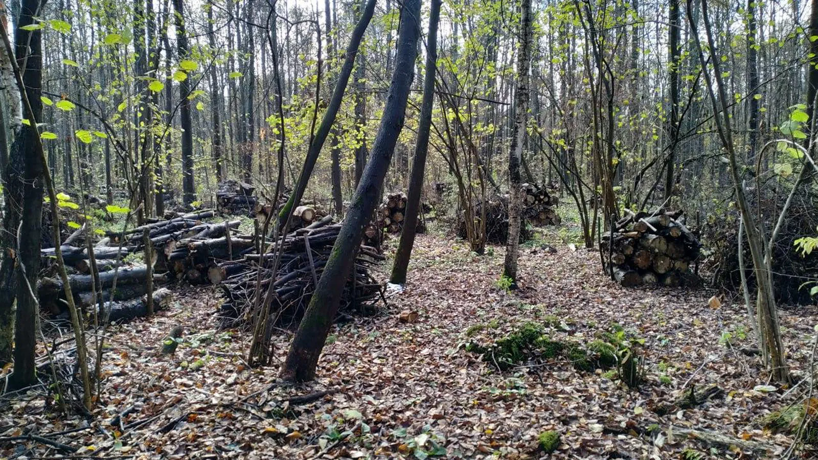 Фото: Комлесхоз МО