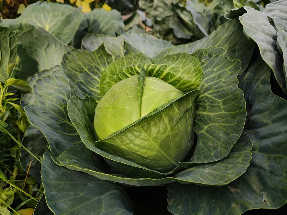 Фото: unsplash.com