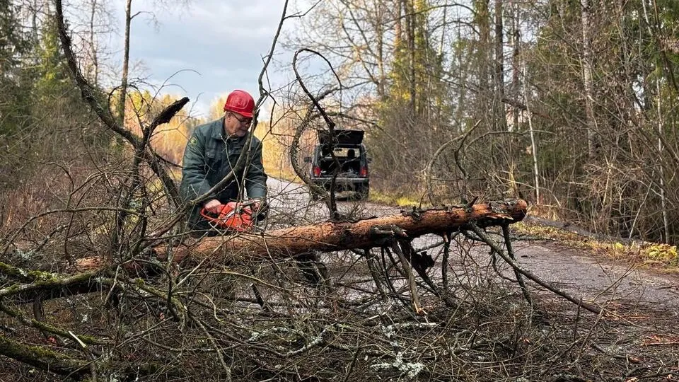 Фото: Комитет лесного хозяйства Московской области