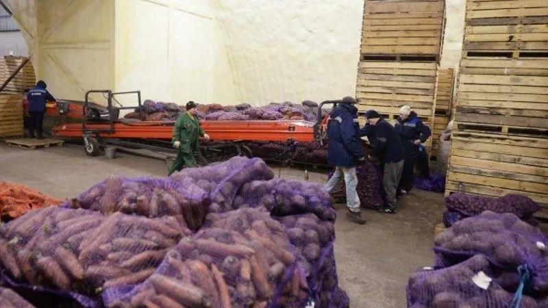 Новое овощехранилище мощностью в 10 тысяч тонн построят в Подмосковье