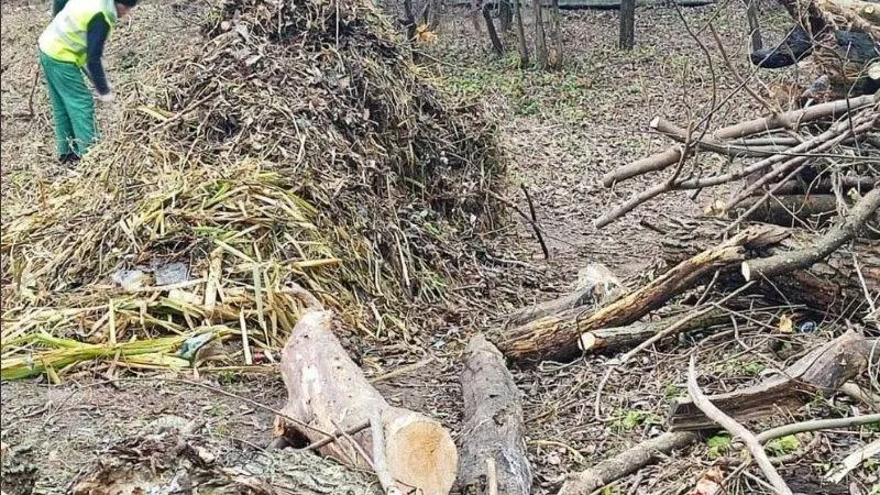 В Коренево благодаря местной жительнице ведется очистка пруда