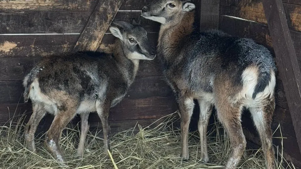 Фото: национальный парк «Лосиный остров»