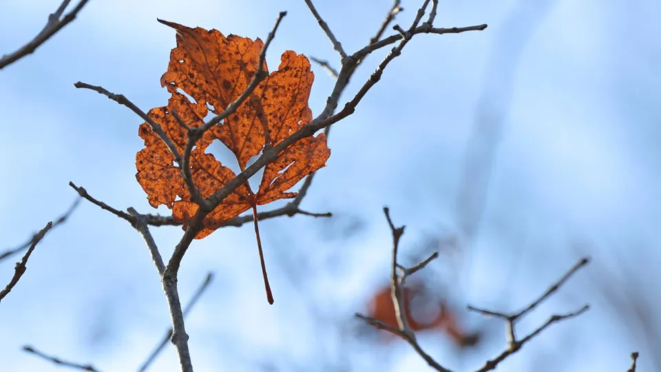 Фото: t.me/chekhovmuseum