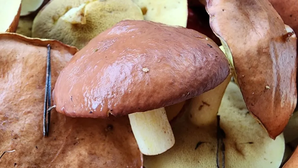 Фото: МедиаБанк Подмосковья/Ксения Пашуто