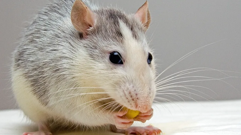 Фото: pxhere.com