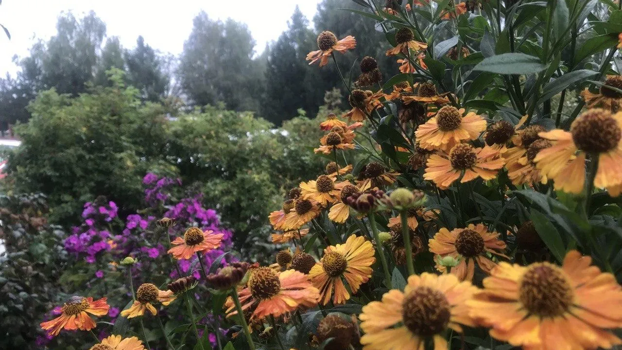 Из архива редакции