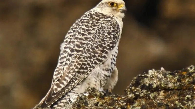 Ólafur Larsenderivative / Wikimedia.org