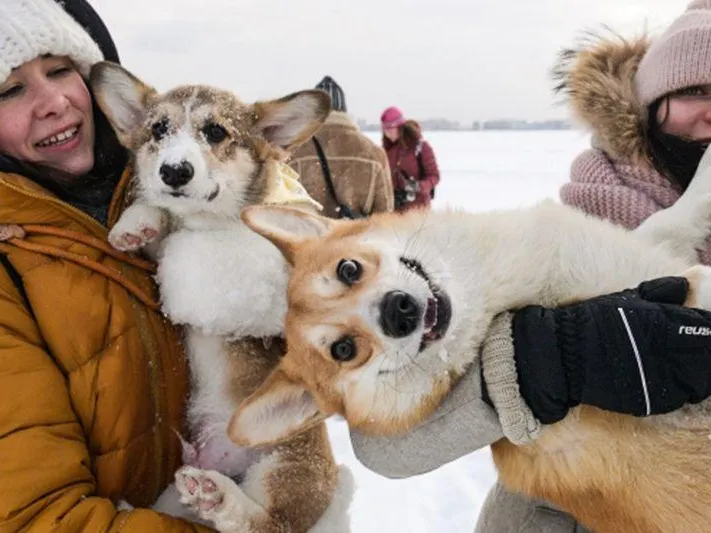 Депутат запретила оскорблять достоинство собаки