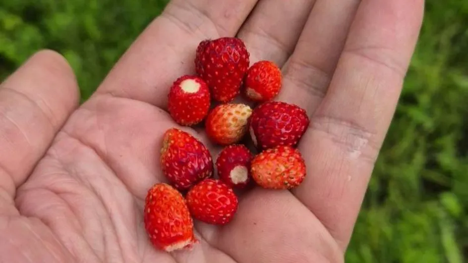 Фото: Минэкологии МО