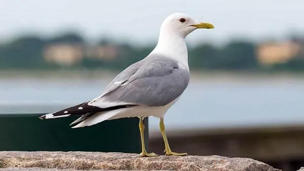 Фото: мир птиц