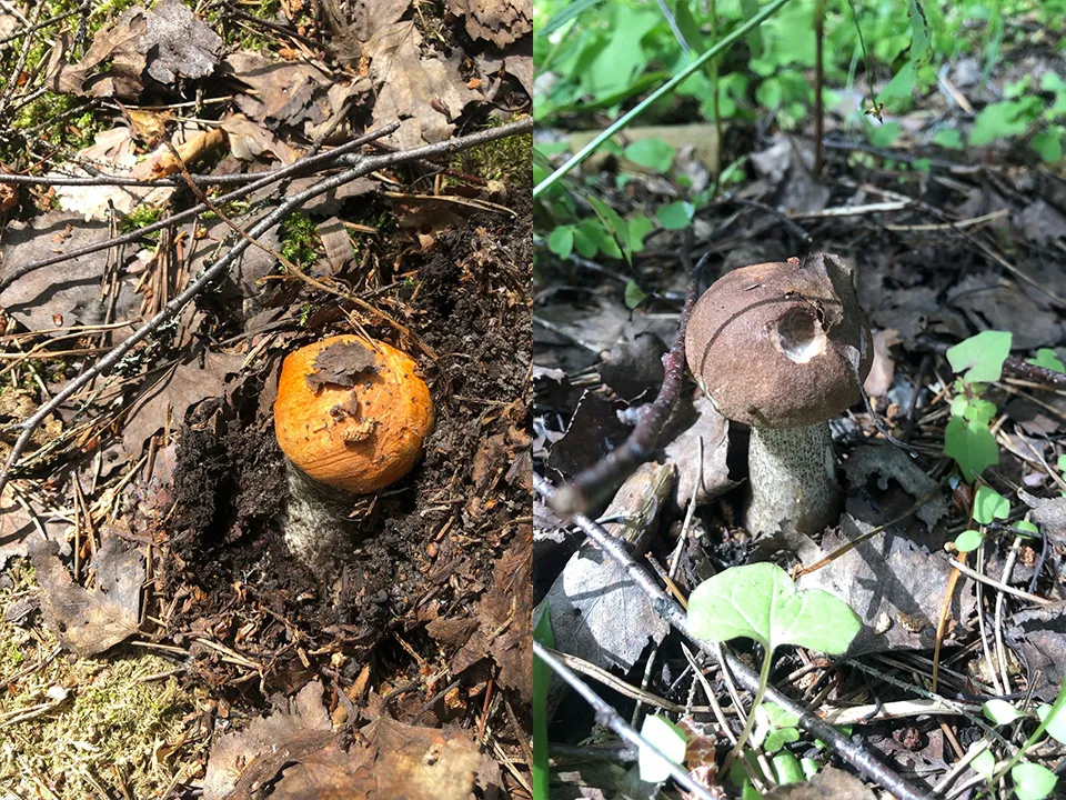 Фото: vk.com/Грибы в Подмосковье 2024