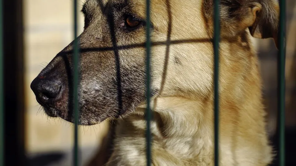Фото: istockphoto.com/Marina Tobaruela
