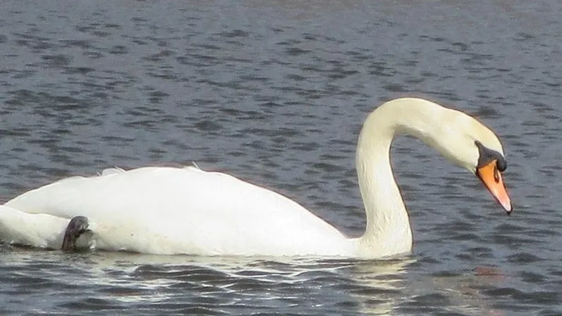 ПФ «Верховье»