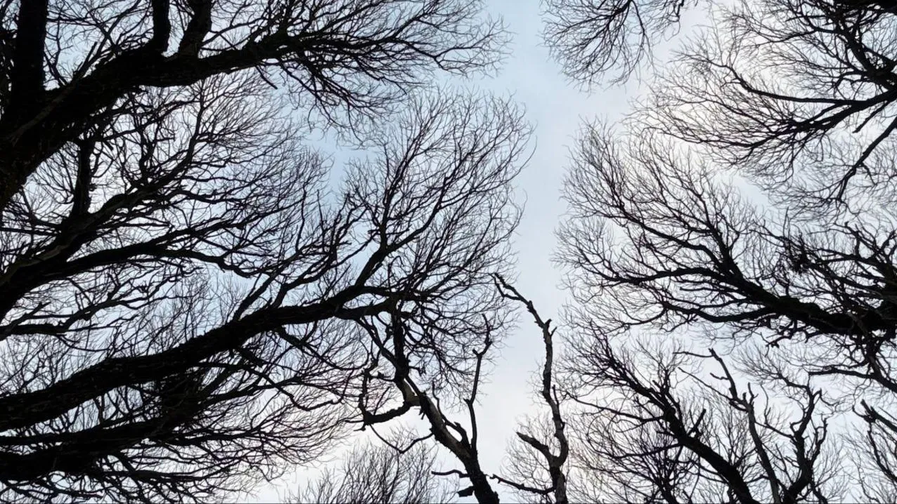 Марина Алифанова