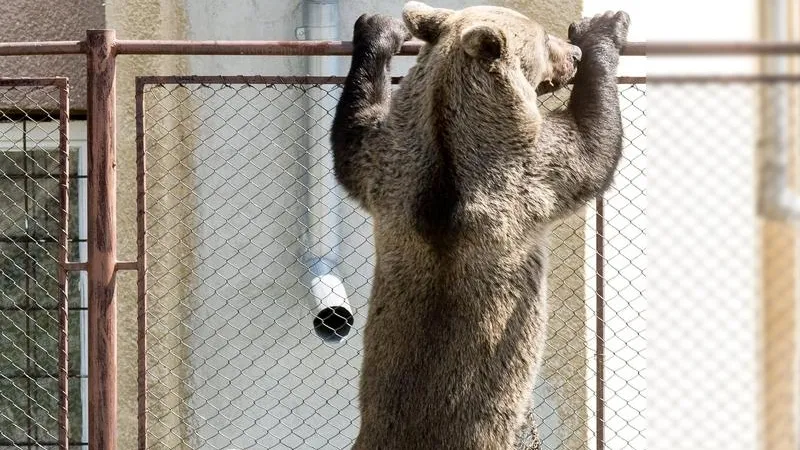 Медведь, напугавший жителей Королева, оказался ручным