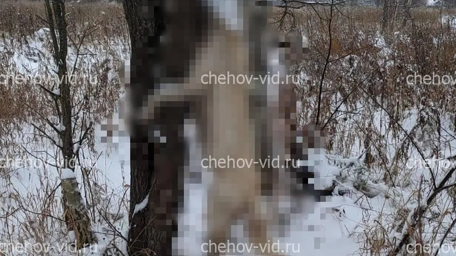 фото «Чехов вид»