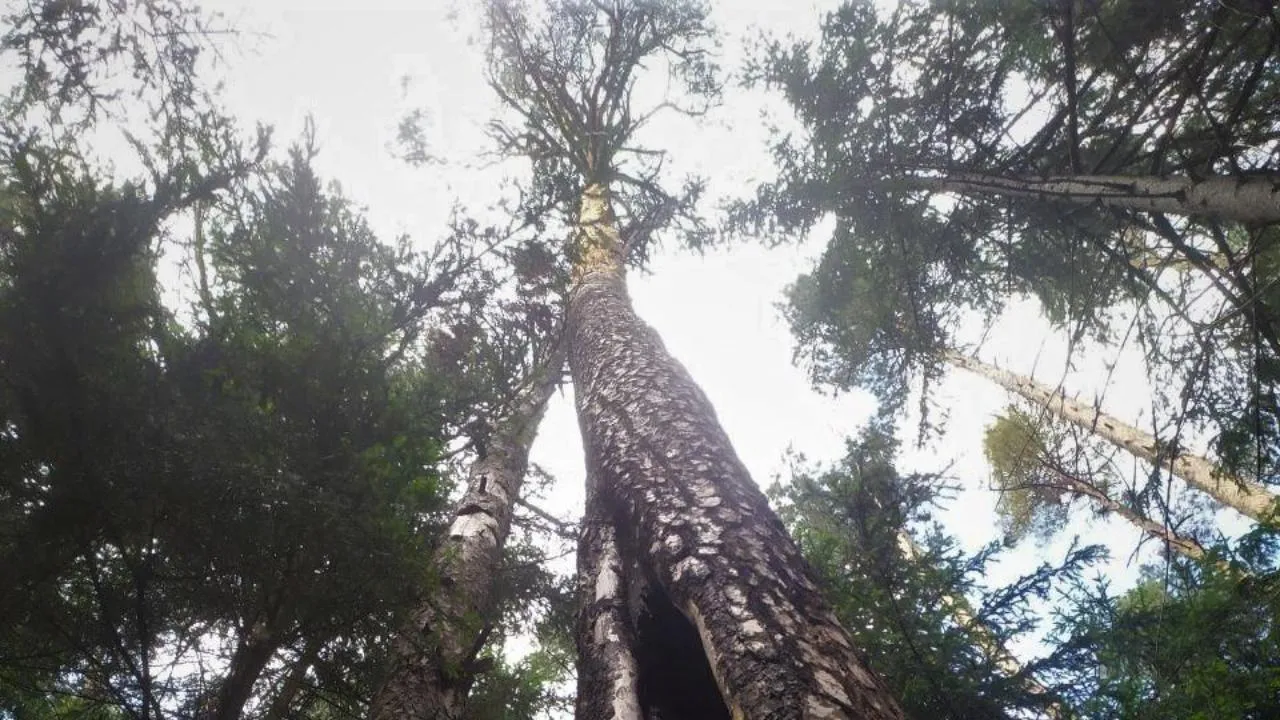 Жителям и гостям Подмосковья рассказали, как переждать грозу в лесу