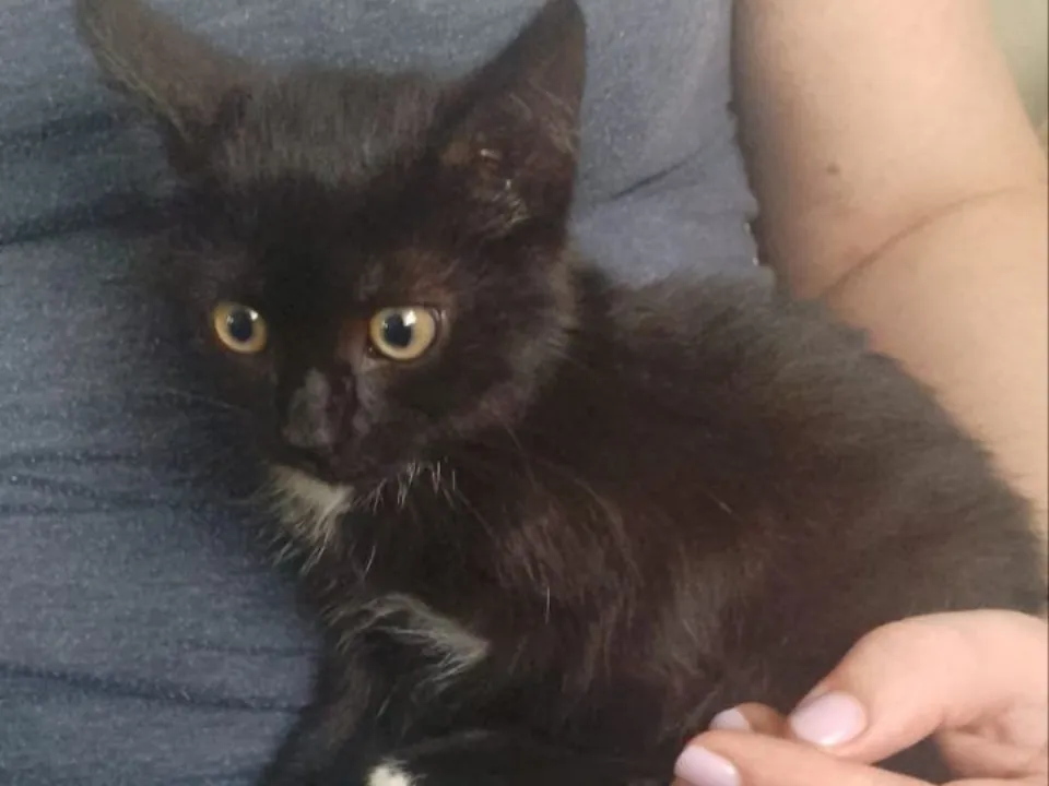 Фото: t.me/cat_tiki