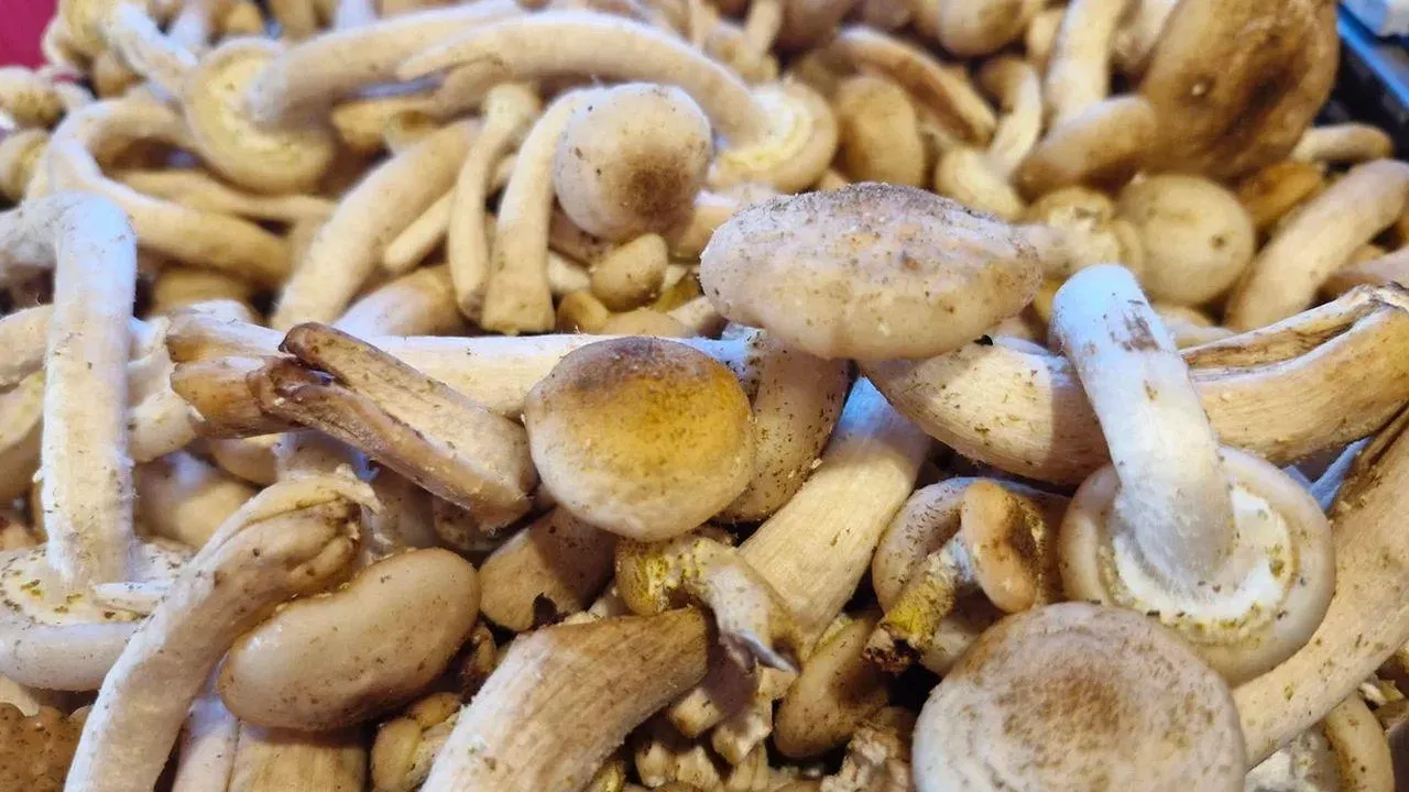 REGIONS/Наталья Надточая