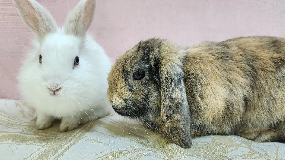 Фото: МедиаБанк Подмосковья/Валентина Максимова