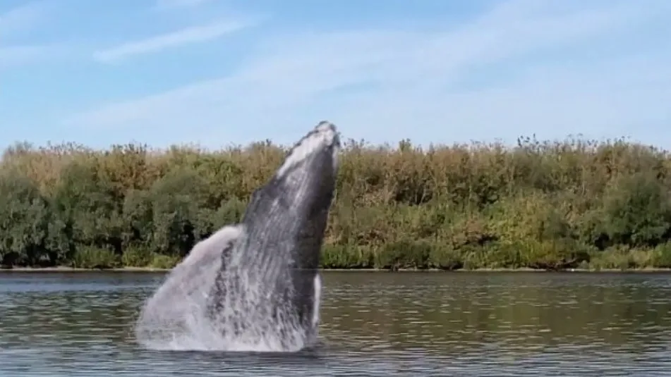 Фото: скриншот из канала t.me/kashira_press