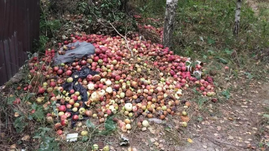 Фото с сайта https://biopribor.msk.ru