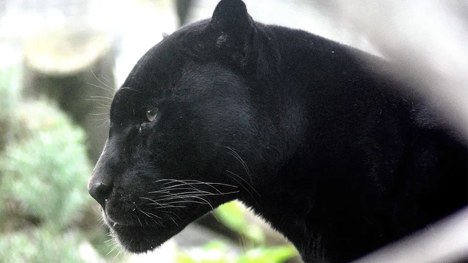 Фото: pxhere.com