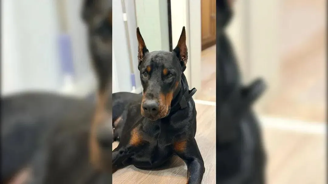 Кинолог из «черного списка»: горе-специалист потерял уже пятую собаку в Балашихе