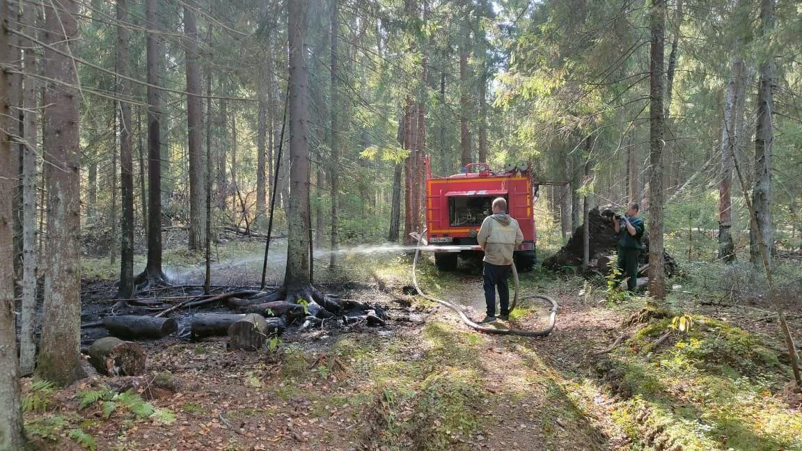 Комитет лесного хозяйства Московской области