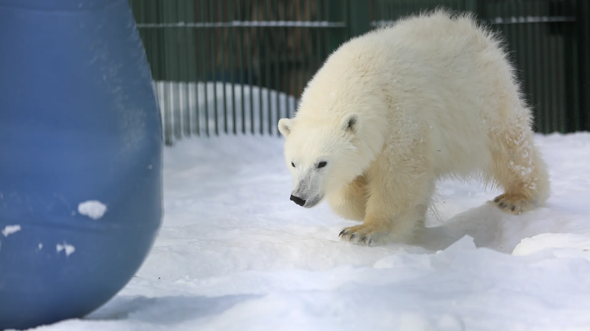 Как живут белые медведи в питомнике Московского зоопарка