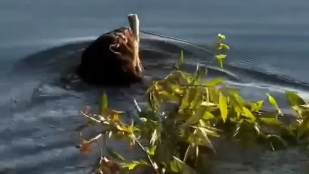 Фото: vk.com/Яхт-клуб «Сенеж»