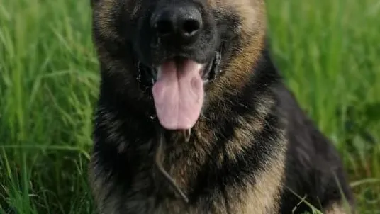 Источник: пресс-служба Минсельхозпрод МО