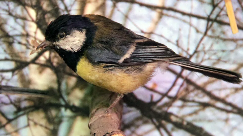 Фото: медиасток.рф