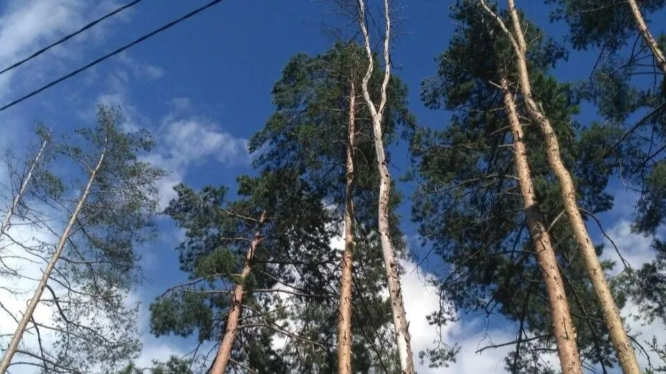 Фото: Комитет лесного хозяйства Московской области