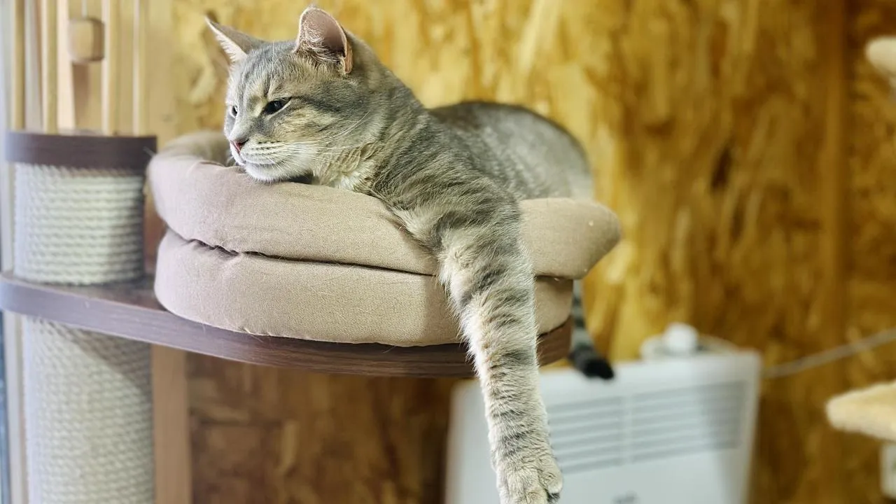 Кристина Тришина