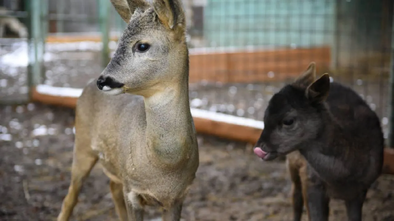 Реагенты или ДТП: что на самом деле погубило двух косуль в Кузбассе?