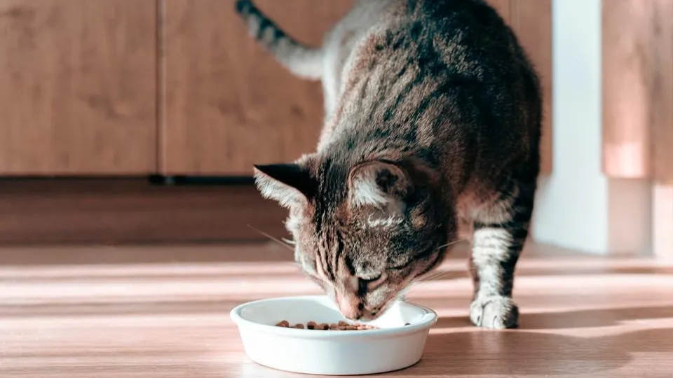 Фото: istockphoto.com/Irina Orlova