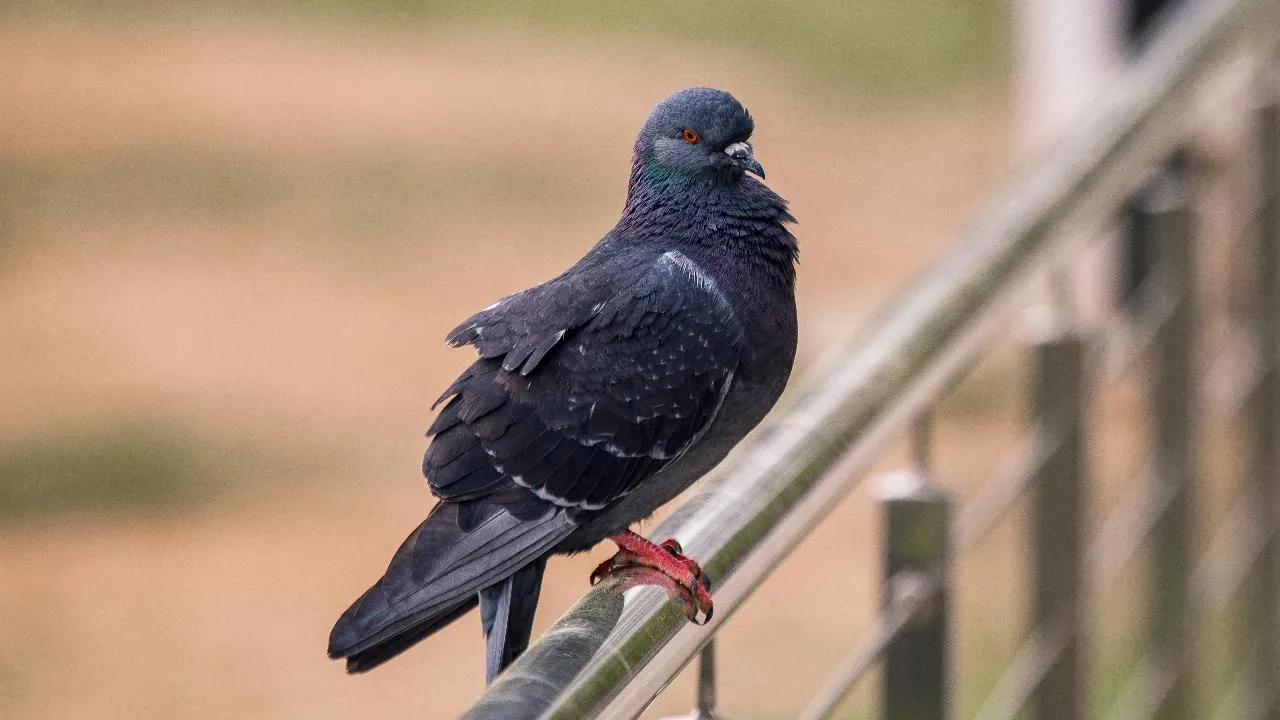 медиасток.рф