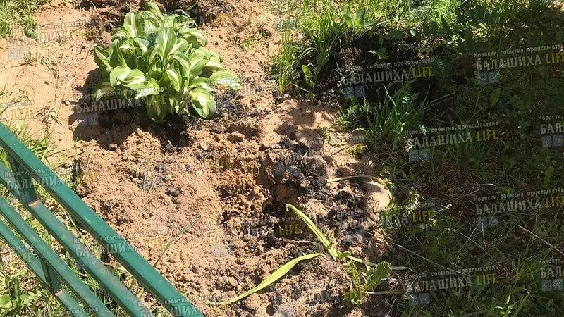 Сотрудники пекарни пожаловались на цветочных воров в Балашихе
