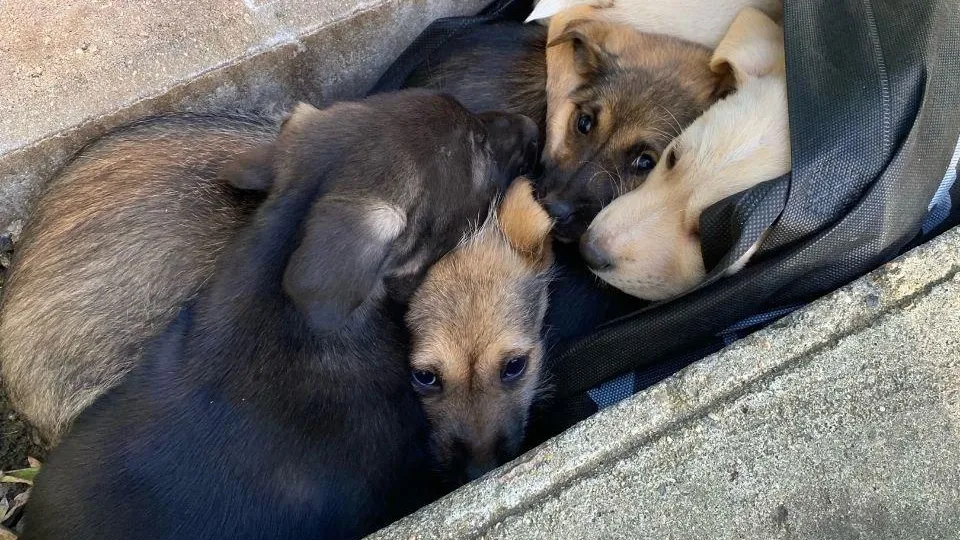 Фото соцсети.