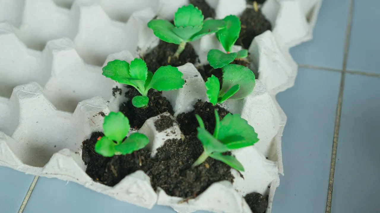 istockphoto.com/Kongga