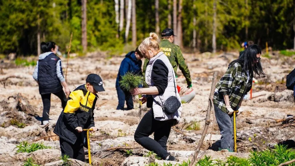 Фото: Комитет лесного хозяйства Московской области