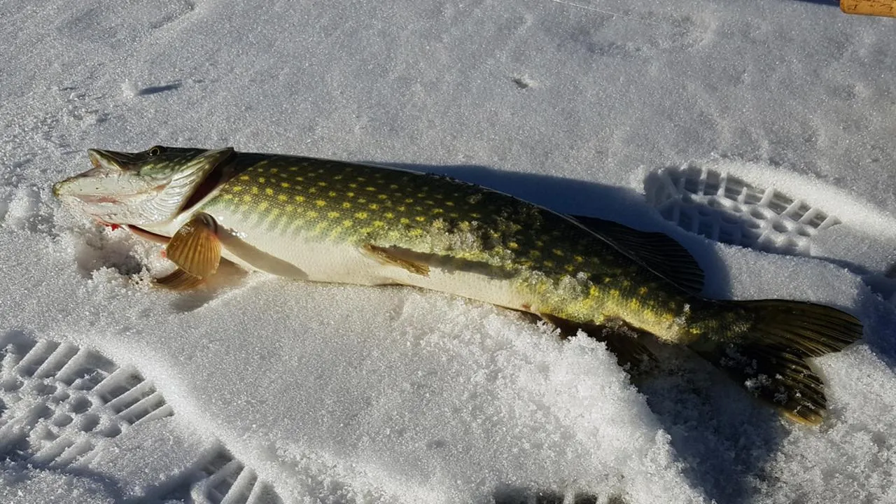 Обед внутри обеда: глава Зарайска поймал суровую щуку-каннибала