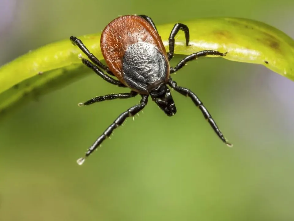 Светлая одежда и брюки в носки: как спастись от клещей